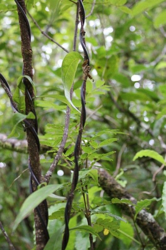 Danais 9