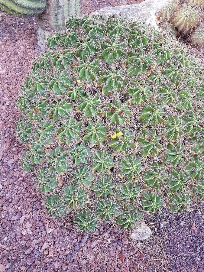 Ferocactus 8