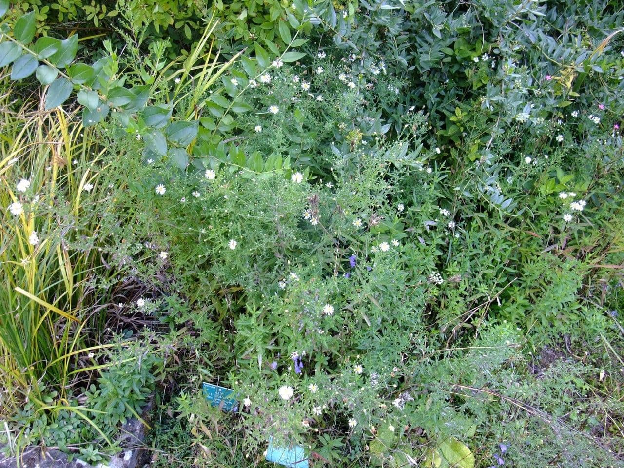 Heide-Herbst-Aster 9