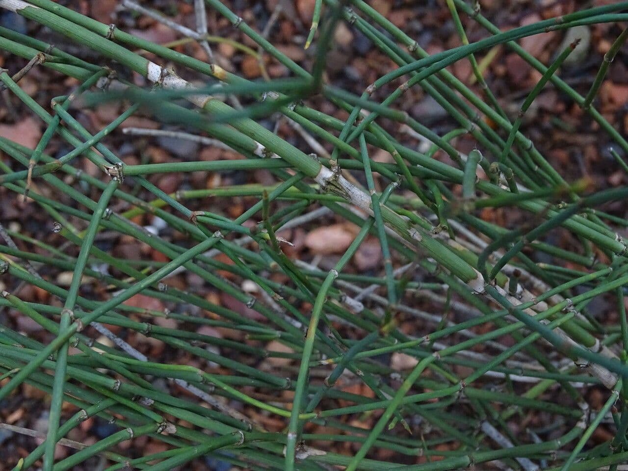 Éphédra glauque