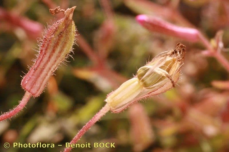 Silene littorea