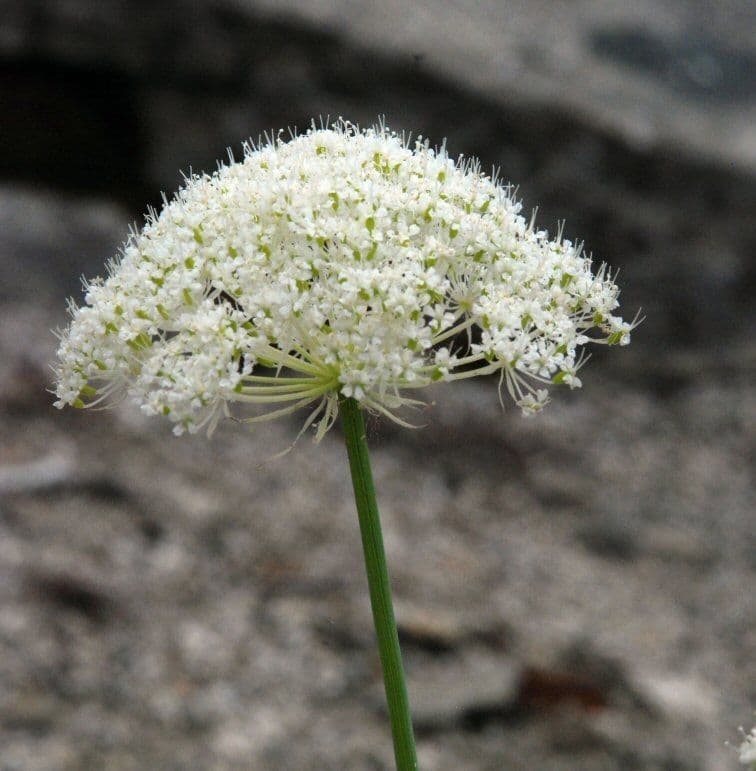 Perideridia 3