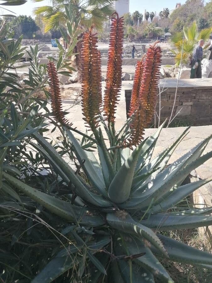 Aloe divá 4