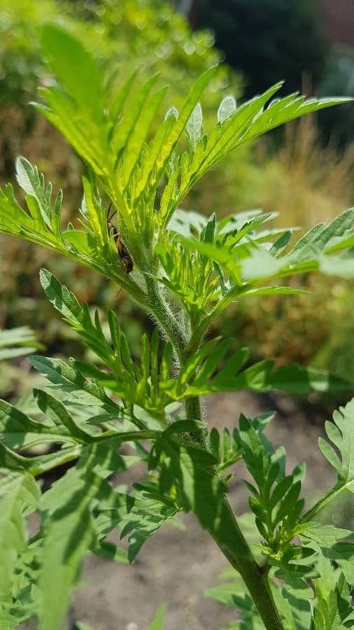 Ambrózia palinolistá 23