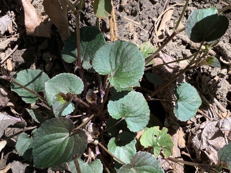 Viola del Labrador 12