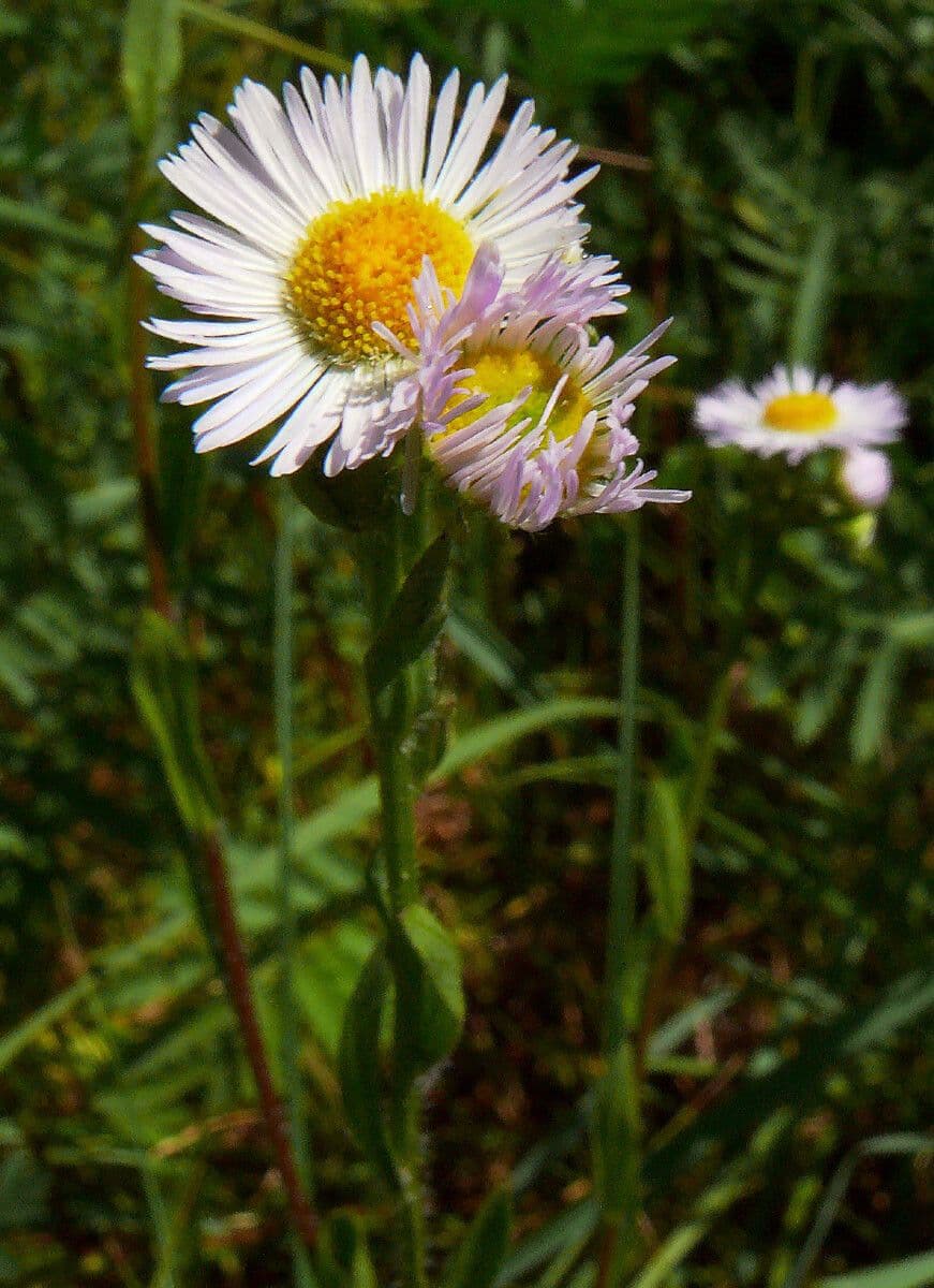 Fleabane 5