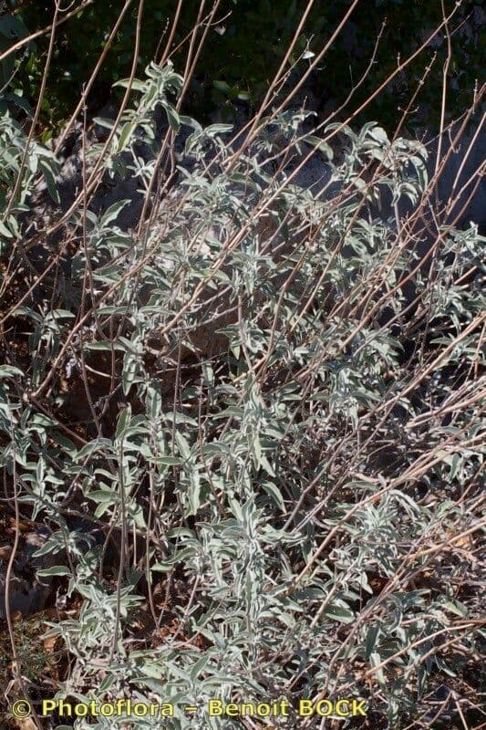Salvia 7