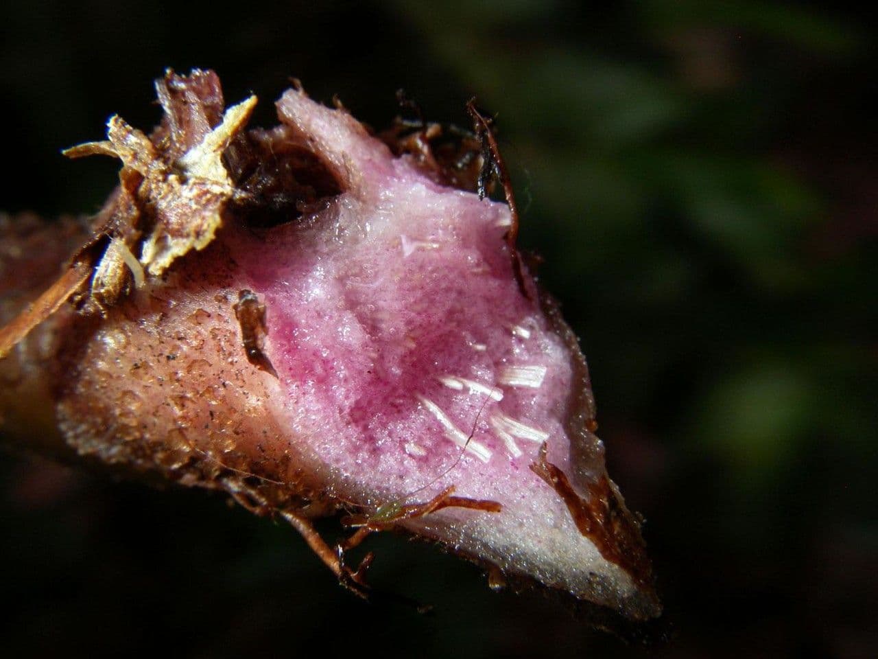 Danaea 9