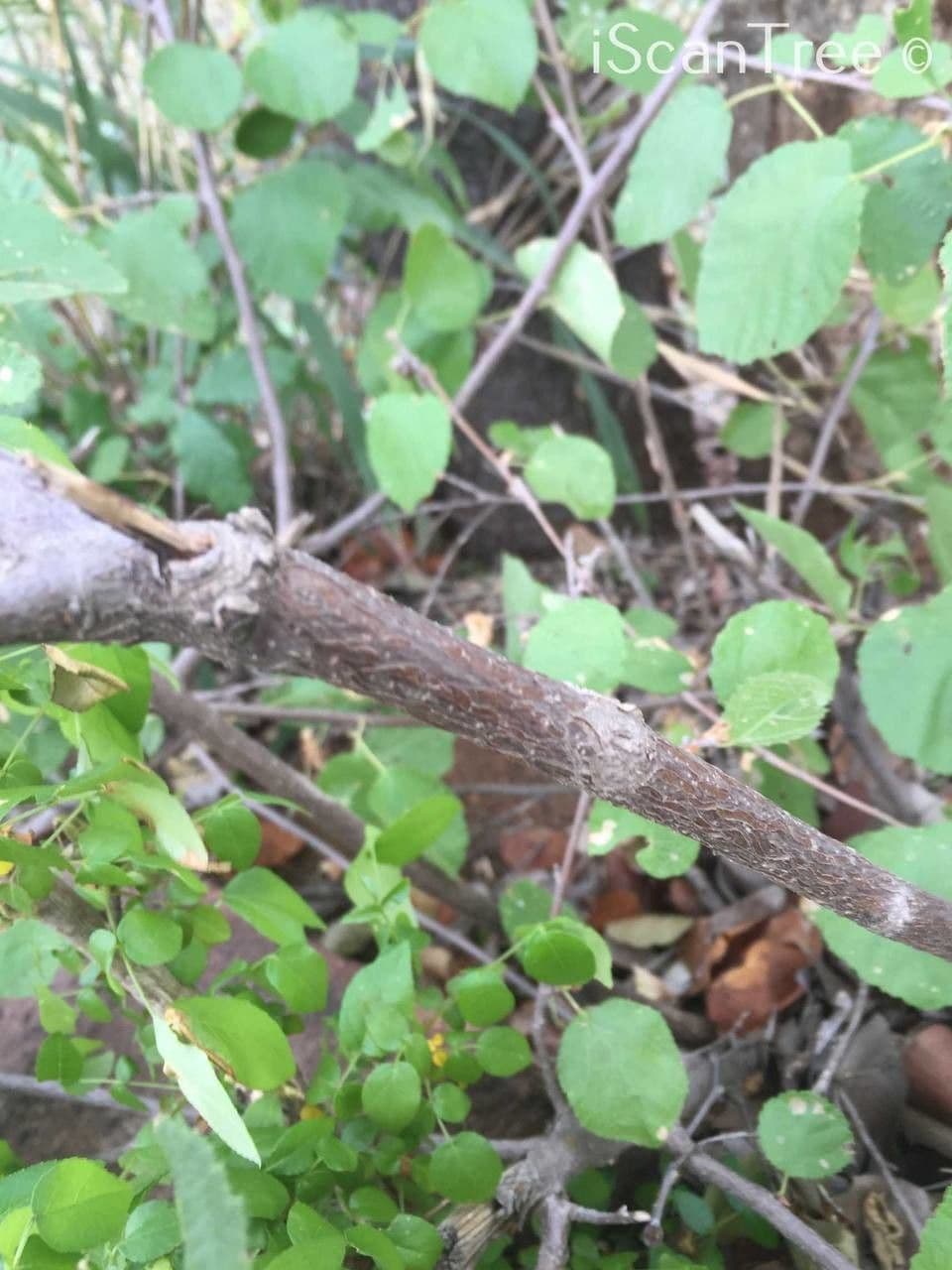 Grewia 19