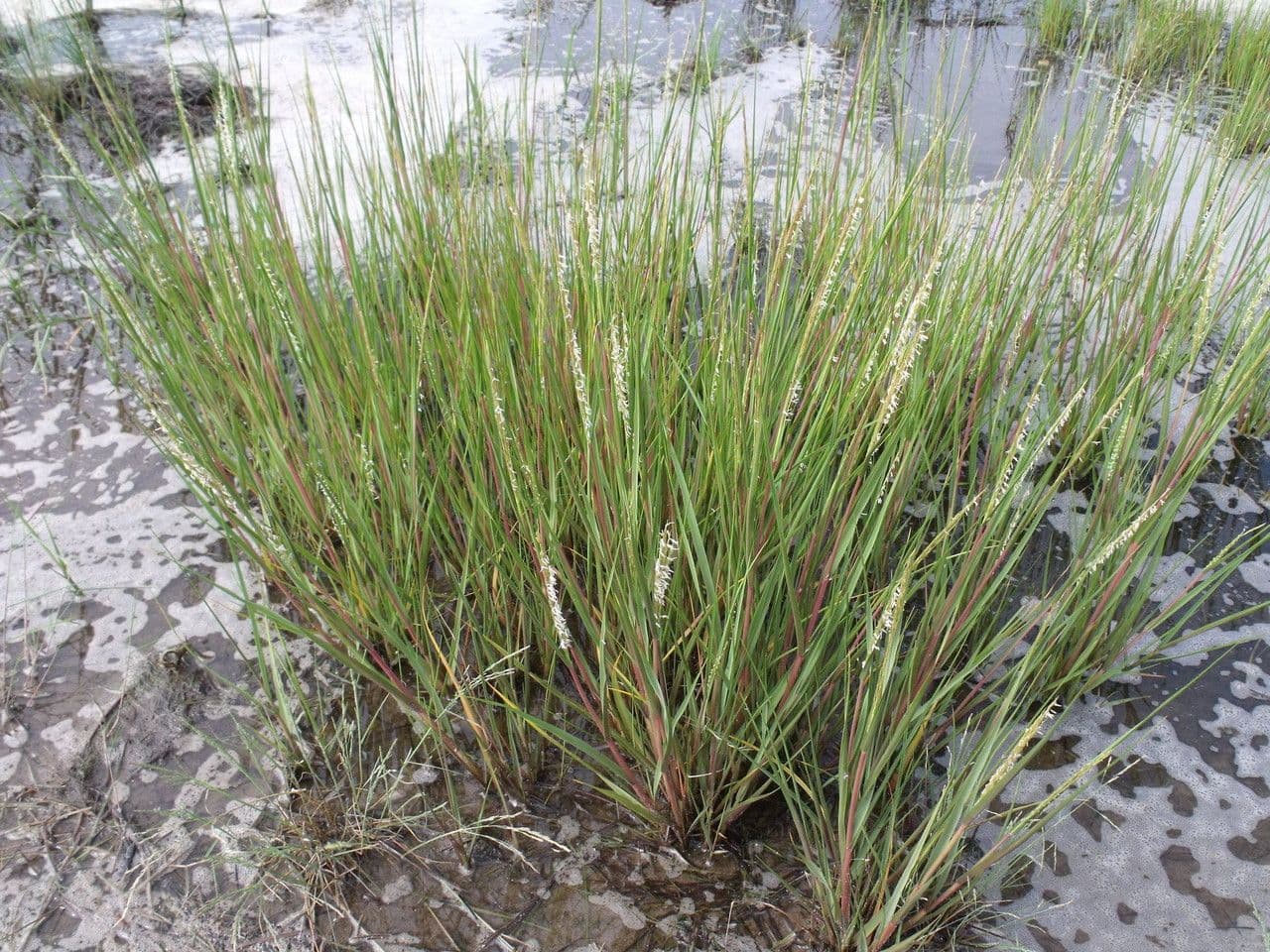 Smooth cordgrass 12