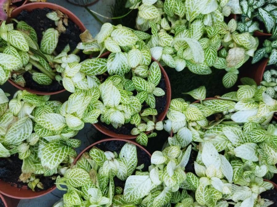 Fittonia 4