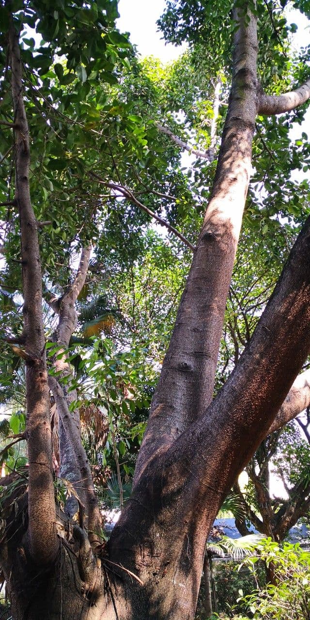 Afzelia xylocarpa