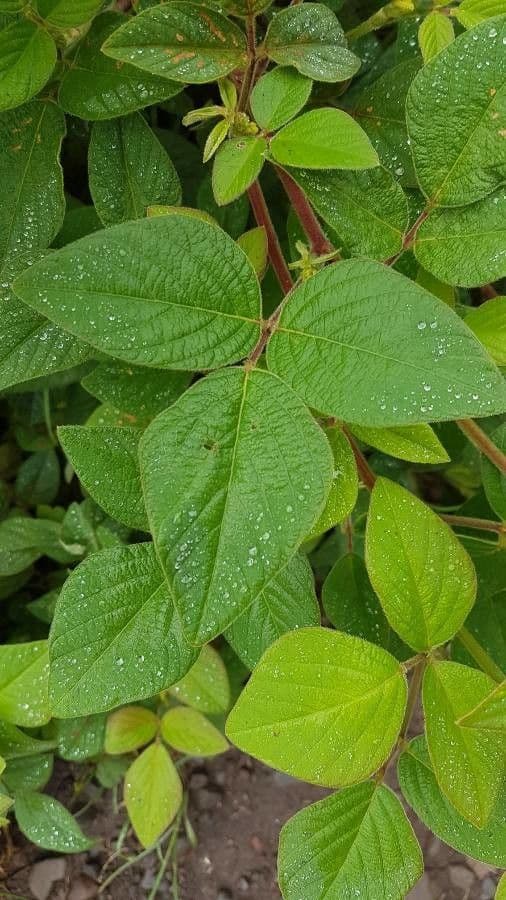 Desmodium 16