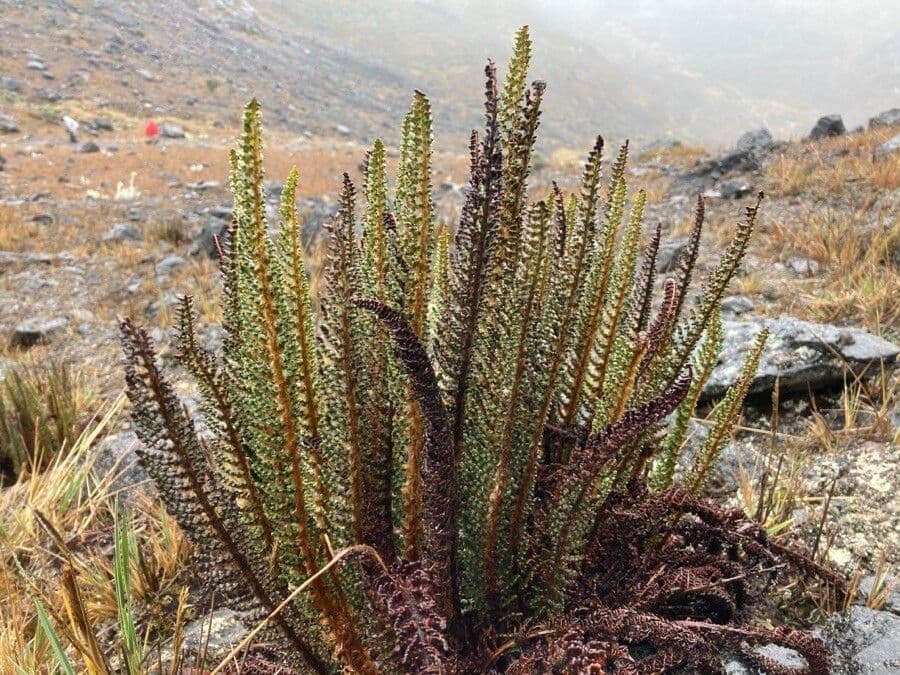 Polystichum 6