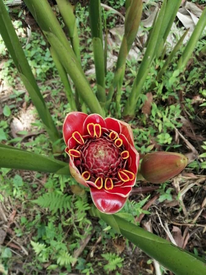 Etlingera 6