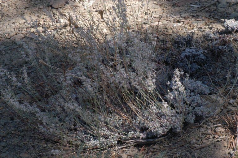Eriogonum Wrightii 7