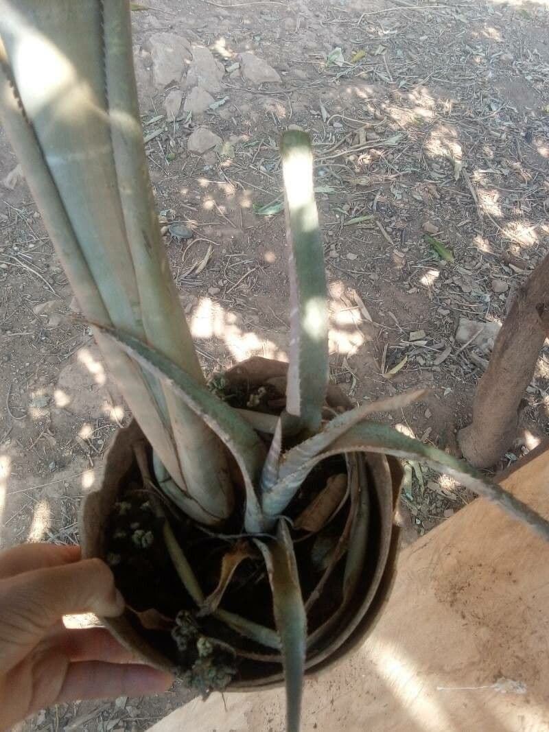 Billbergia 9