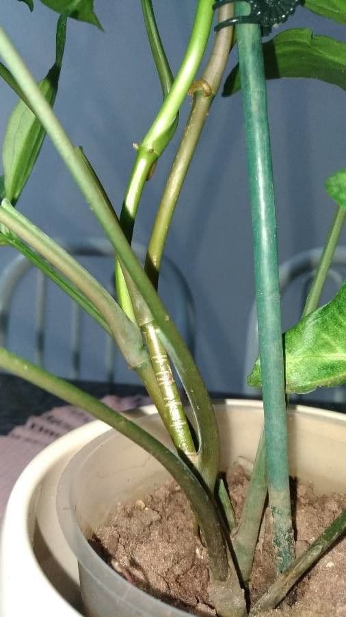 Syngonium 18