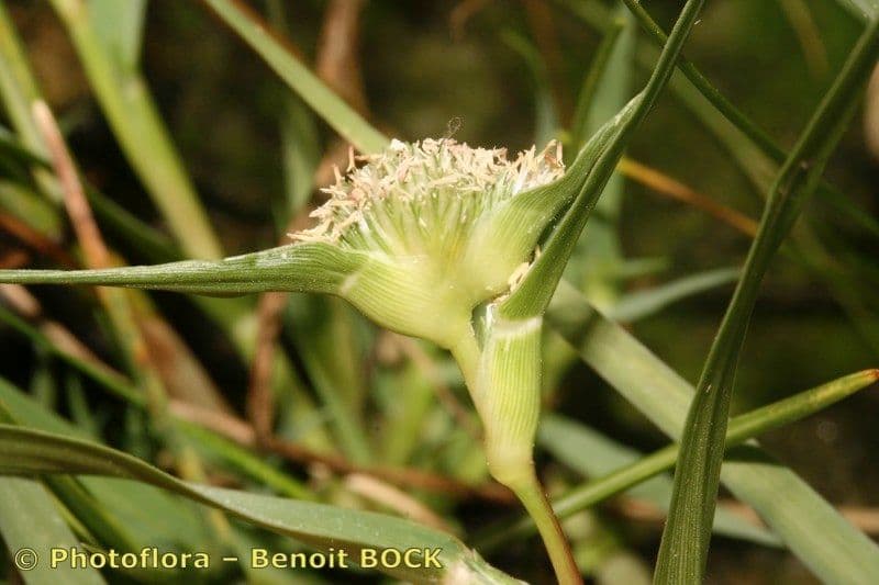 Sporobolus
