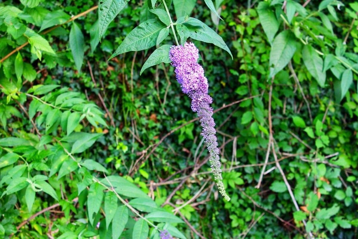 Buddleja 5
