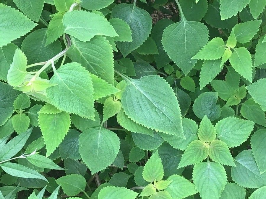 Plectranthus