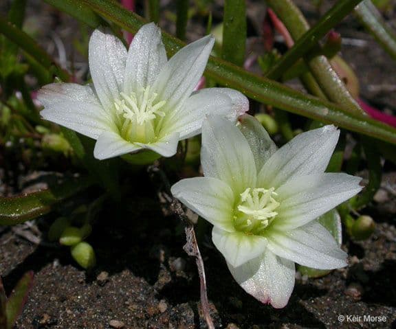 Lewisia del Nevada