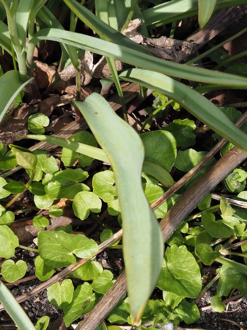 Tulipano bifloro 9