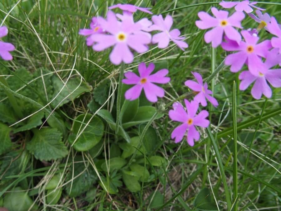 Primula farinosa 4