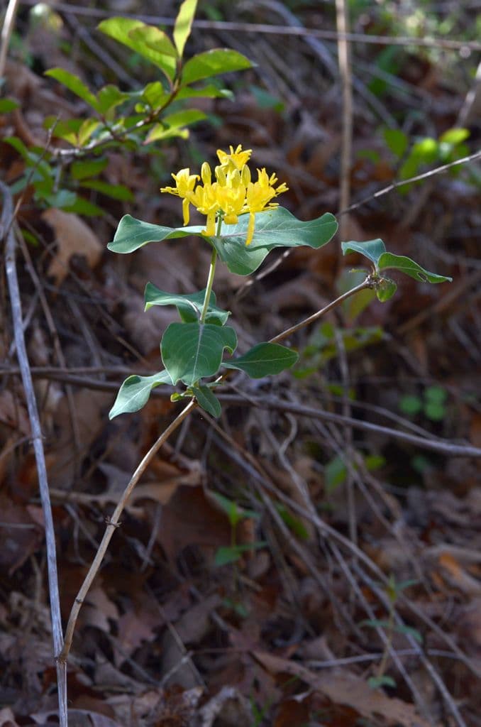 Caprifoglio giallo 6
