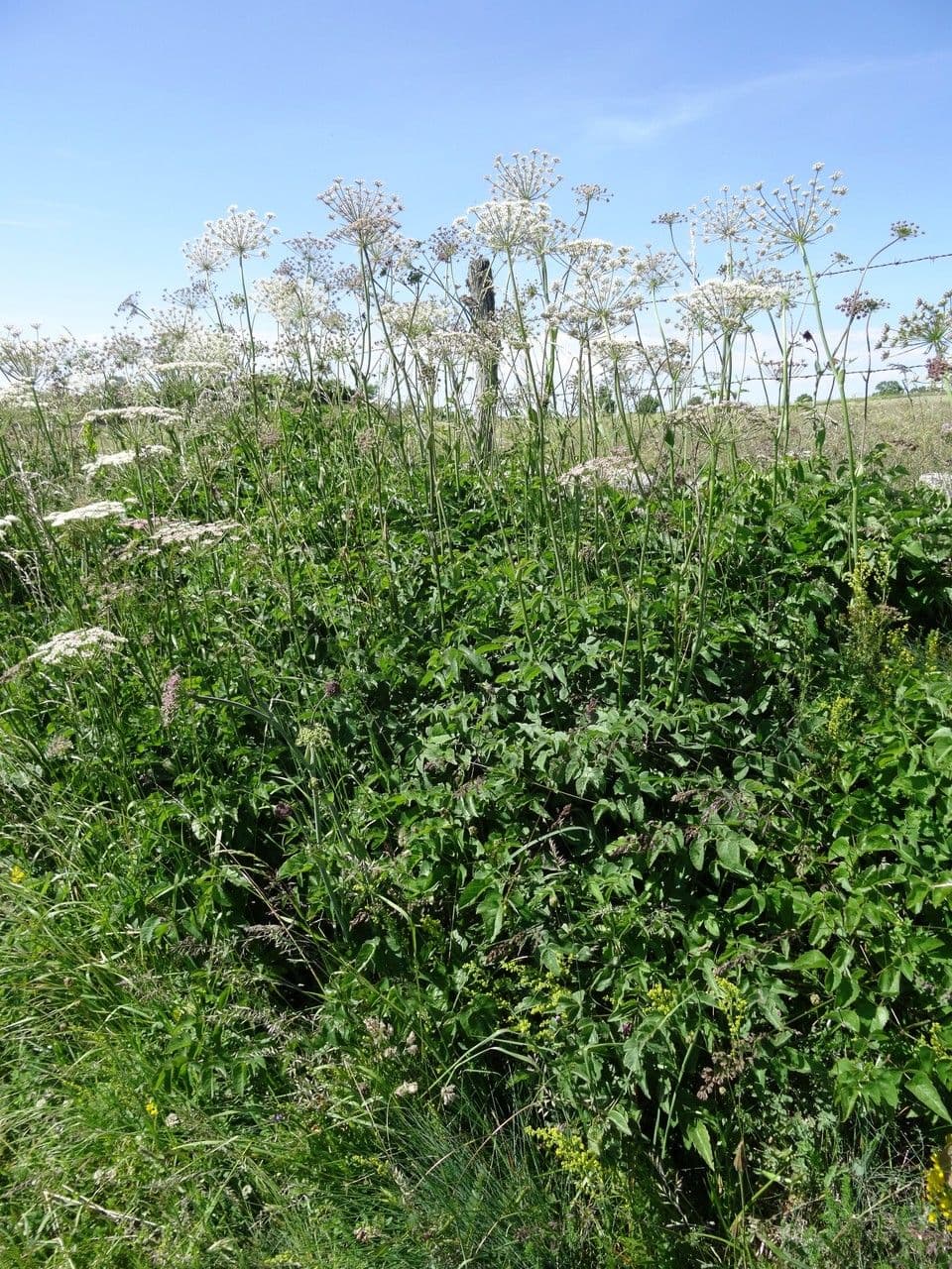 Broadleaf sermountain 14