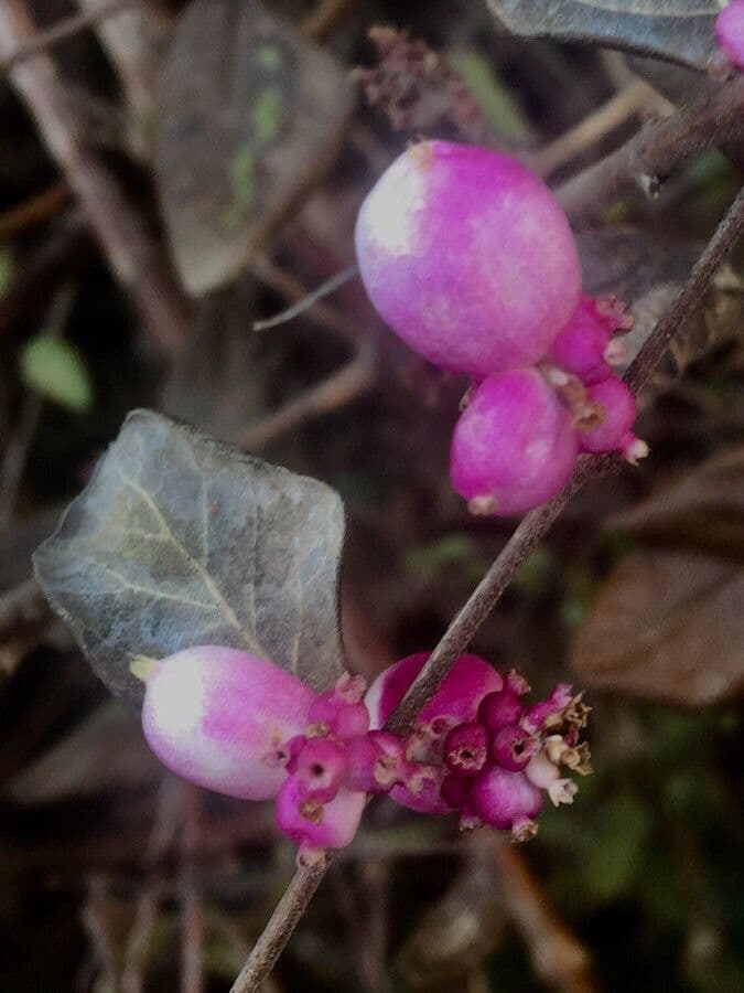 Sinfricarpo orbicolare 5