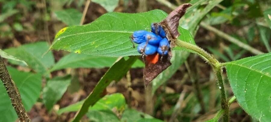 Palicourea tomentosa 2