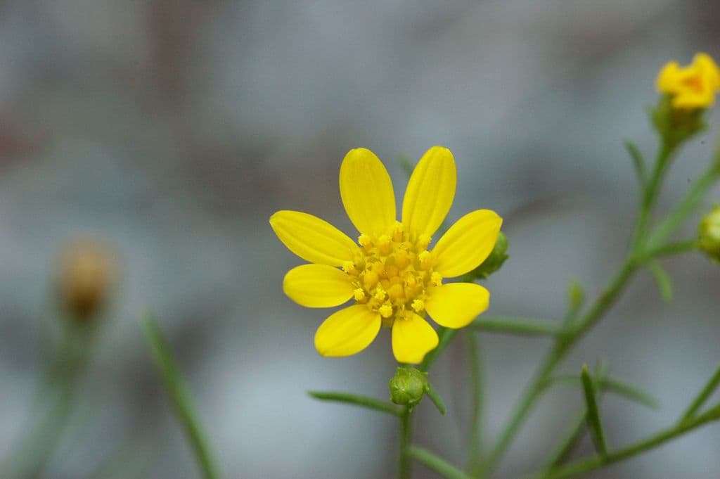 Amphiachyris dracunculoides 4