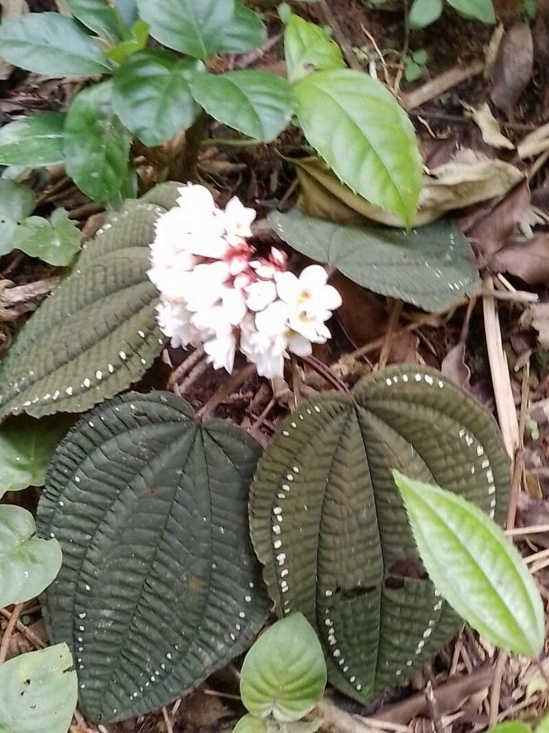 Bertolonia 2