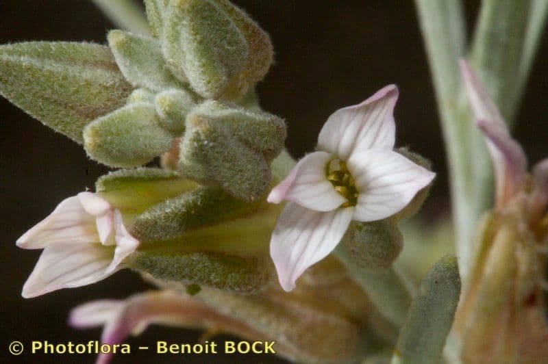 Parolinia 5