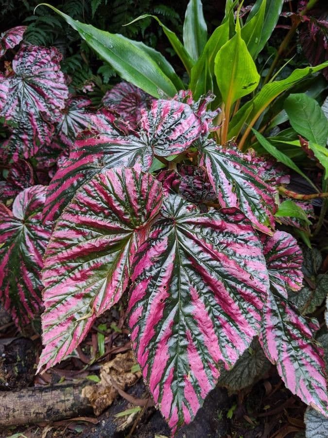 Begonia brevirimosa 15