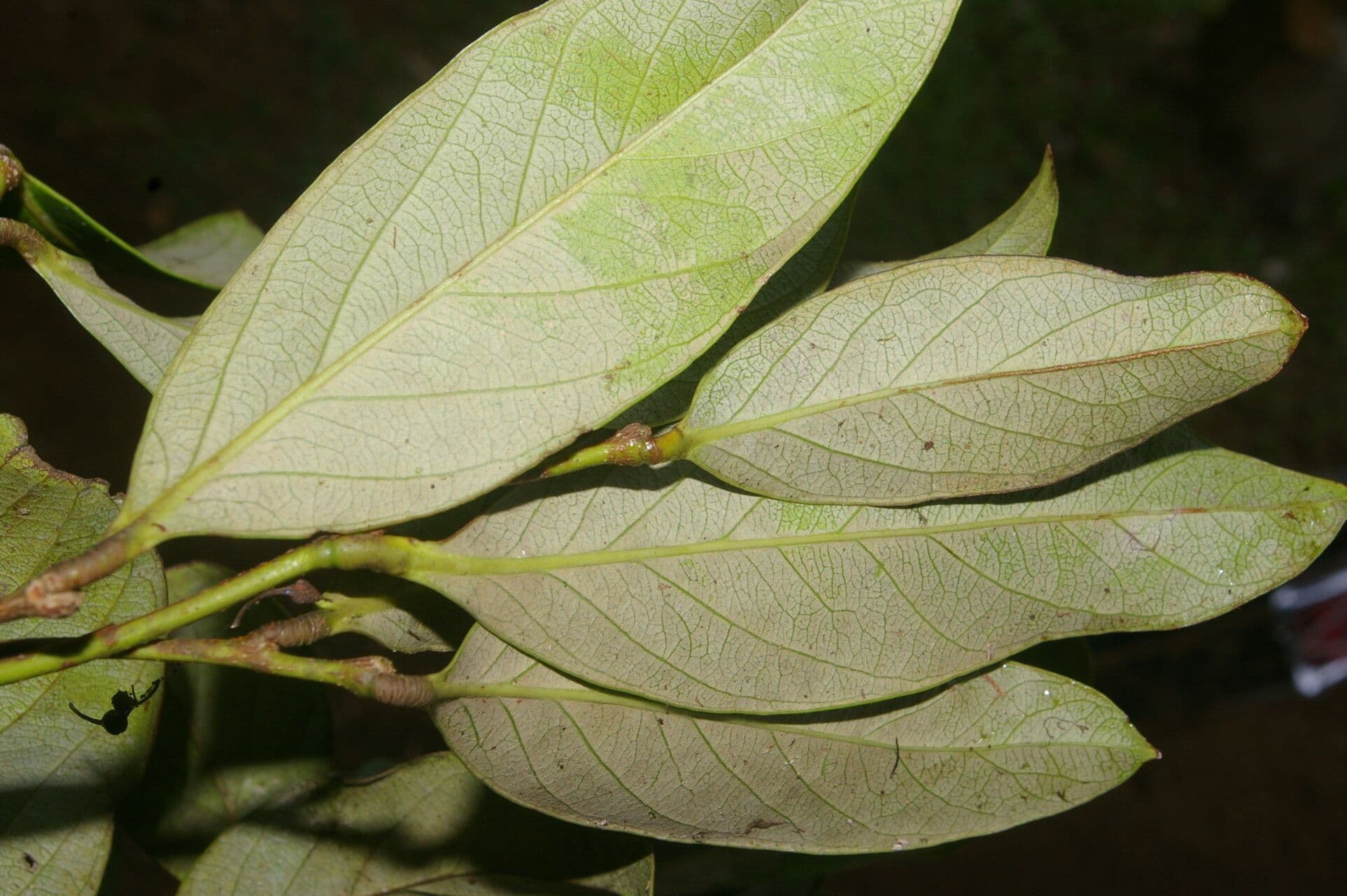 Geobalanus Riverae 8