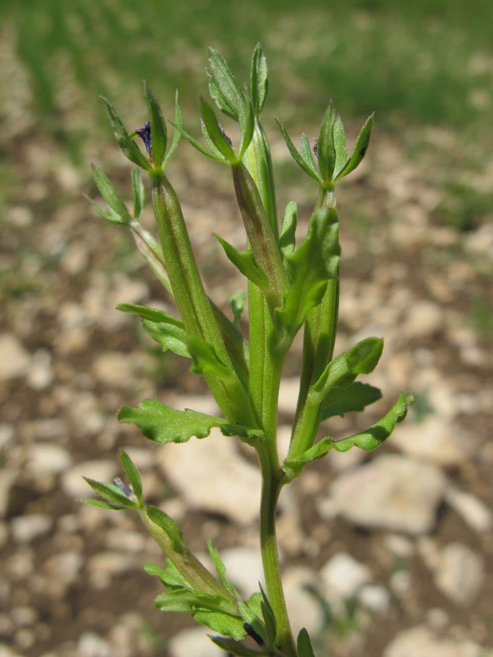 Legousia hybrida 23