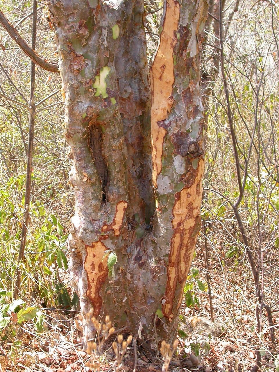 Commiphora leptophloeos 2