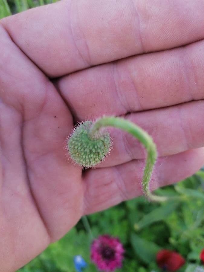 Sand-Mohn 28