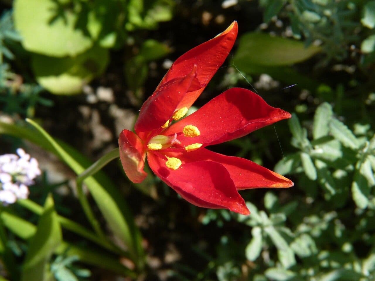 Tulipano
