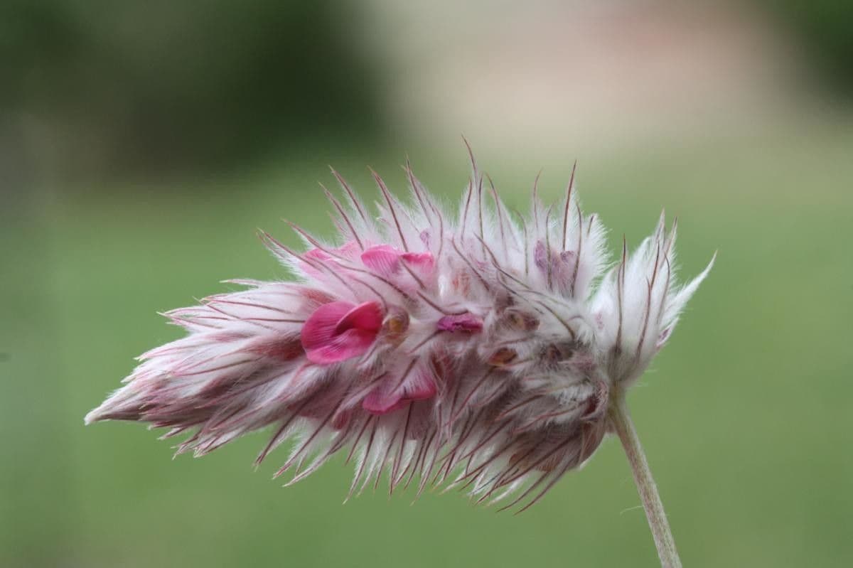 Ebenus 5
