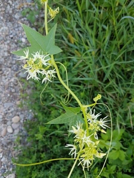 Zucca spinosa 21