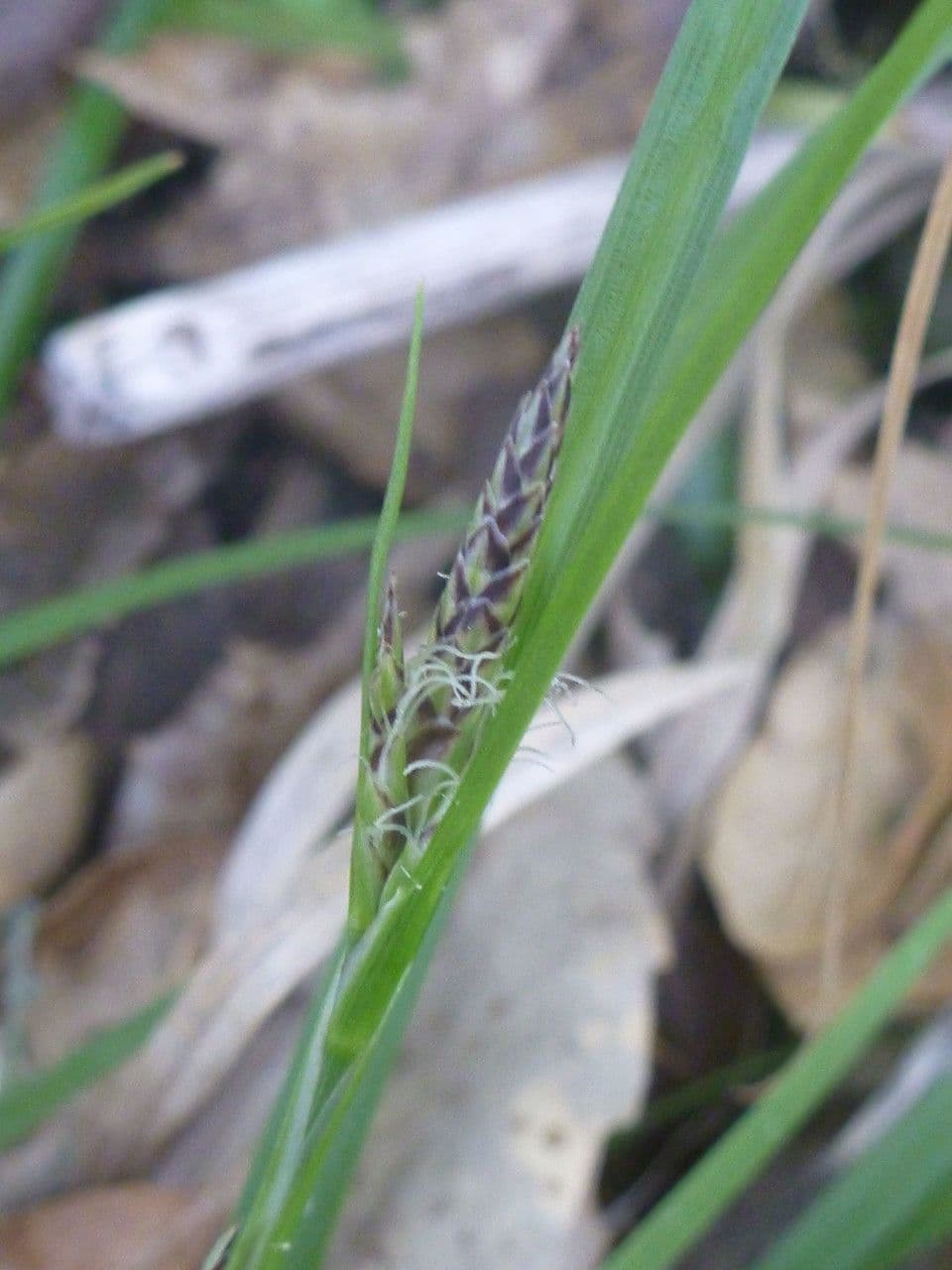 Ostřice kuloplodá 5
