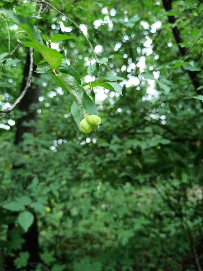 Euonymus 5