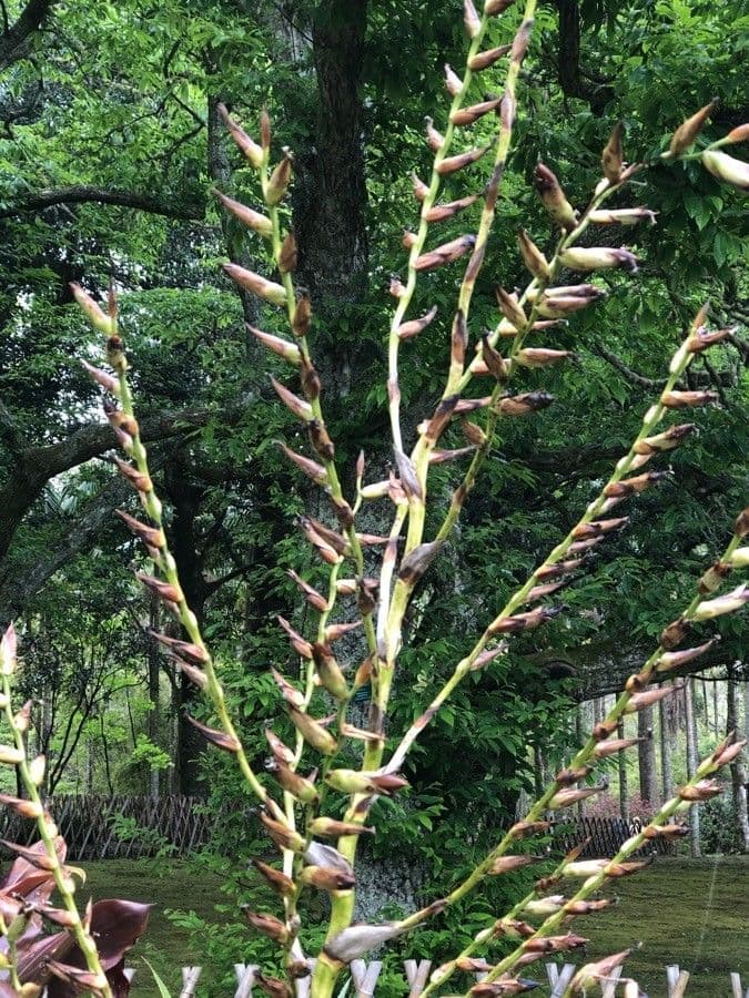 Vriesea