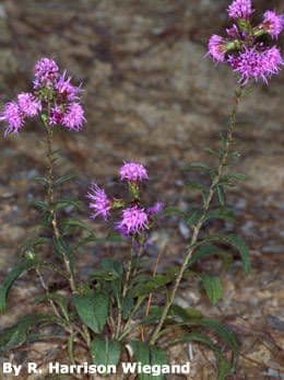 Liatris 12