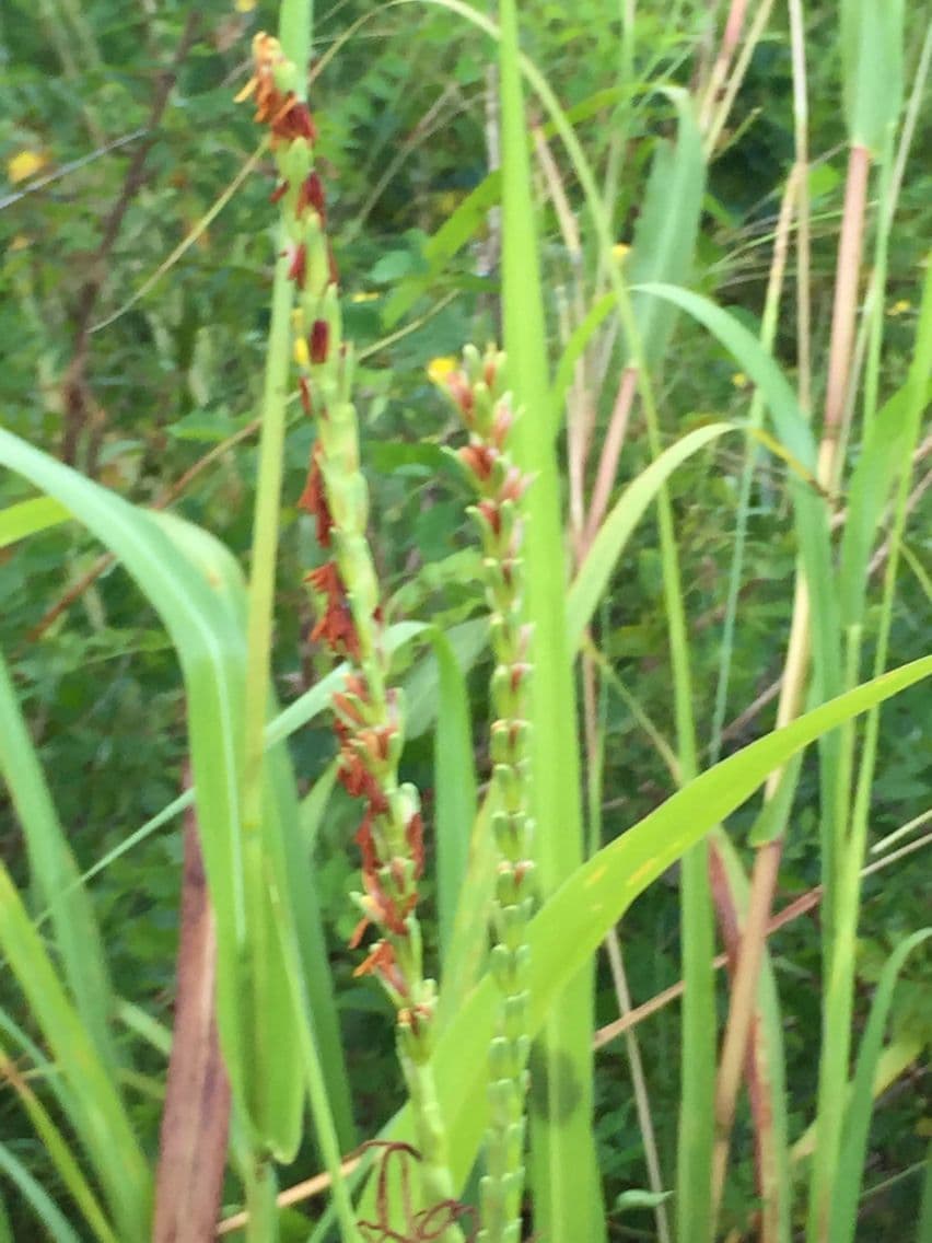 Tripsacum dactyloides 7