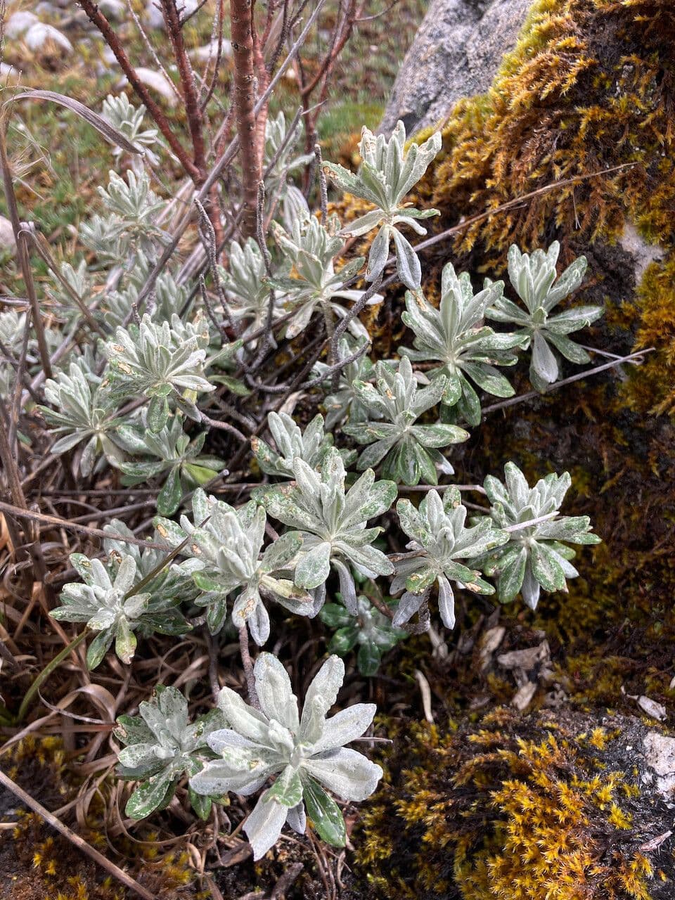 Linochilus 6