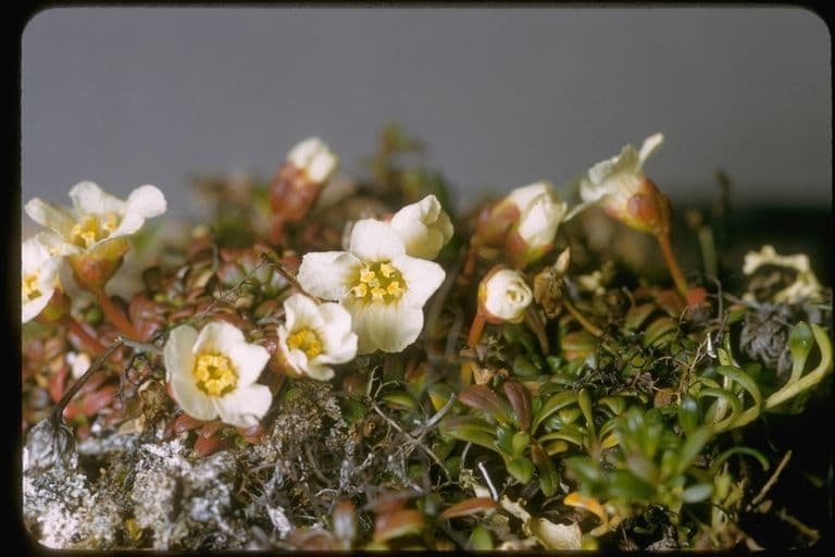 Diapensia lapponica 3